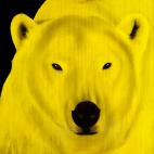 POLAR-BEAR-YELLOW POLAR BEAR ELECTRIC BLUE  Showroom - Inkjet on plexi, limited editions, numbered and signed. Wildlife painting Art and decoration. Click to select an image, organise your own set, order from the painter on line